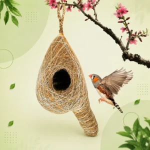 Bird Nest